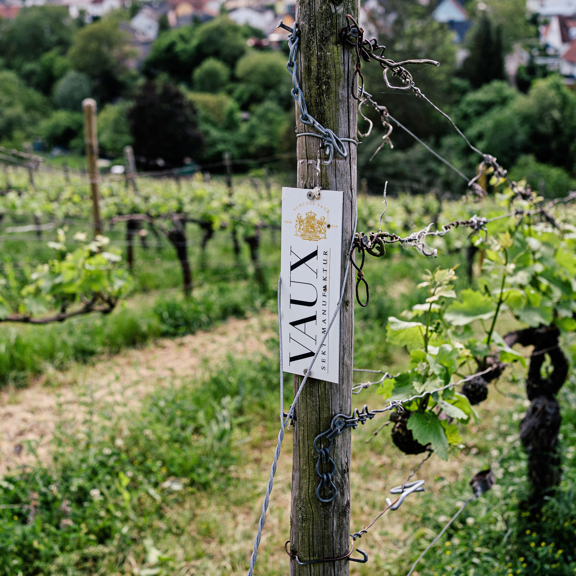 P_VAUX_Impressionen-Weinberg_RGB_LSu7lmbnaGLkKU